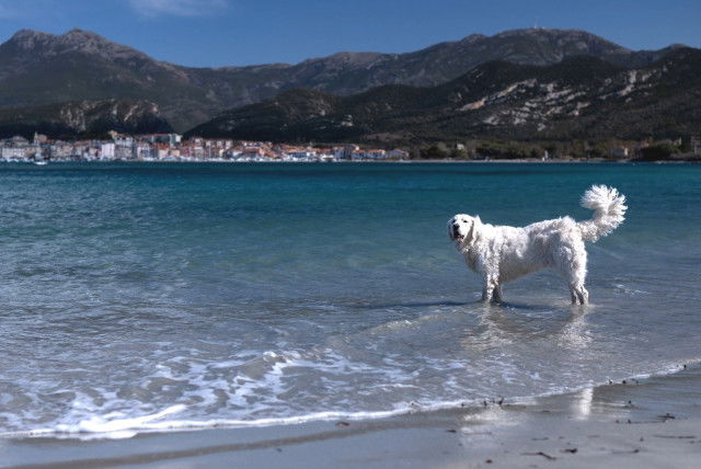 Les plages autorisées aux chiens dans le Var (83)