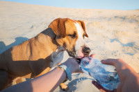 De l'eau propre et fraîche en quantité suffisante