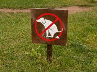 Les besoins du chien