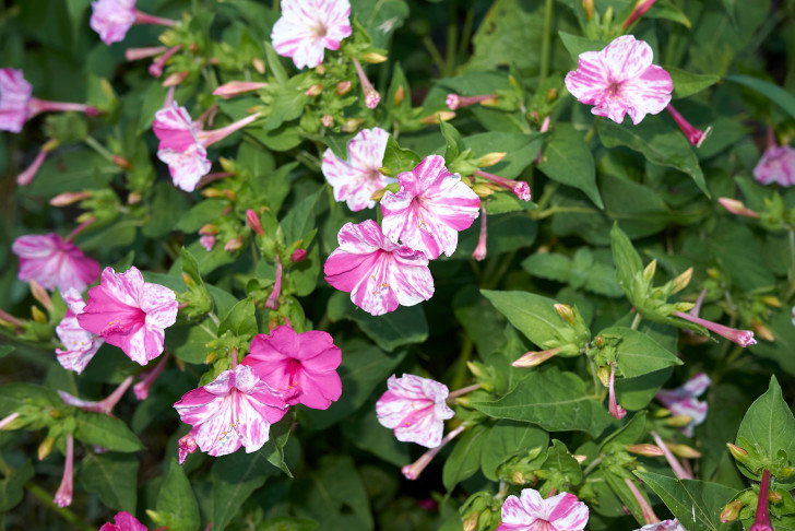 Les plantes non toxiques pour le chien : liste et conseils