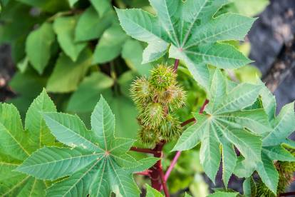 Intoxication par engrais à base de tourteau de ricin chez le chien