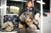 Une maitresse assise dans un bus avec son chien sur les genoux