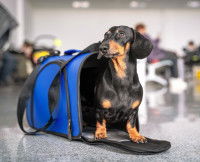 Un Basset sortant de son sac de transport