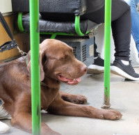 Un chien brun couché dans un bus