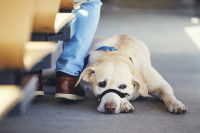 Un chien couché au sol a côté de son maitre