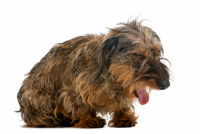 Un chien en train de tousser