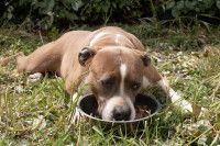 Un Amstaff couché dans l'herbe avec le museau dans sa gamelle