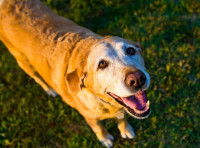 À quel âge un chien devient-il vieux ?