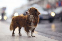 Un chien perdu dans la ville