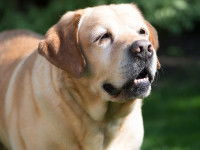 Comment aider son chien à bien vieillir