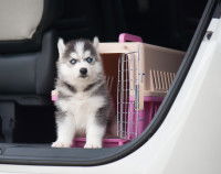 Un chiot sortant de sa cage de transport