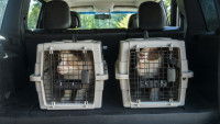 Deux chiens dans leur cage de transport à bord d'un taxi