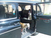 Un chien brun et blanc sortant d'un taxi 