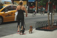 Une maitresse promenant ses deux Bassets