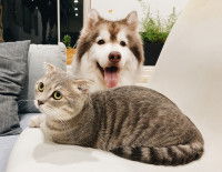 Un chien et un chat tigré couchés dans le divan