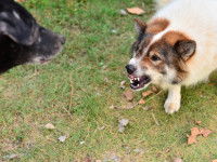Les causes d'agressivité lors d'une rencontre entre chiens