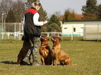 Comment apaiser son chien et éviter l'agressivité