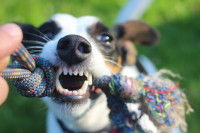 Stimuler son chien