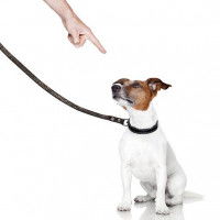 La punition, efficace pour les chiens récalcitrants
