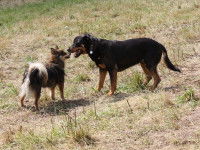 Réagir si mon chien risque de se faire attaquer par un chien agressif