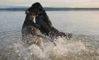 Comment faire cesser une bagarre entre deux chiens