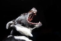 Mon chien est agressif et menace d'attaquer un autre chien