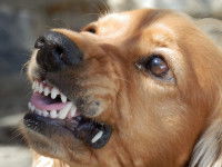 Ce qu'il ne faut pas faire pour empêcher son chien d'être agressif