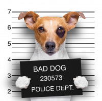 La responsabilité en cas de bagarre entre chiens