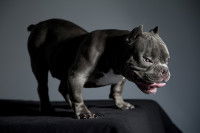 Un trait de caractère du chien
