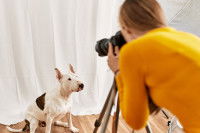 Un chien blanc assis dans un décor, pendant une séance photo avec une photographe animalière