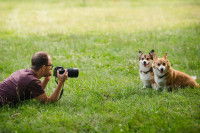 Un photographe allongé sur l'herbe, prenant une photo de deux chiens assis et regardant dans la même direction