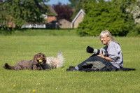 Deux chiens jouant sur l'herbe devant une photographe