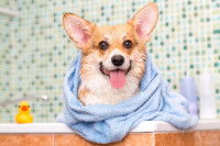 Un Corgi qui vient de prendre un bain et est couvert par une serviette