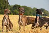 Dans les autres pays