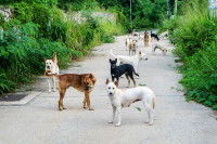 Des chiens errants dans une rue