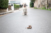 Un Golden Retriever devant une crotte de chien dans la rue