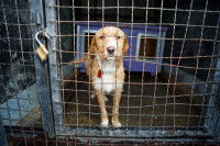 Un chien dans une fourrière municipale