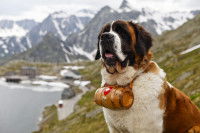Un Saint-Bernard devant les montagnes suisses