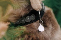 Une médaille d'identification accrochée au collier d'un chien