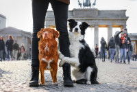 Deux chiens devant la porte de Brandebourg, à Berlin