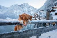 Un Retriever de la Nouvelle Ecosse dans les montagnes de Hallstatt, en Autriche