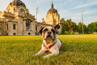Un Bouledogue Français allongé devant les thermes Széchenyi à Budapest (Hongrie)