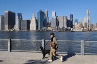 Un homme promène son Caniche Royal à New York