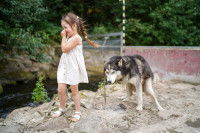 Une petite fille devant un Husky qui fait ses besoins