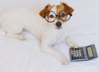 Un chien roux et blanc avec des lunettes, une patte posée sur une calculatrice