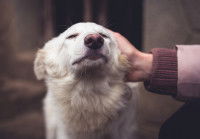 Un gros chien blanc savourant une caresse sur l'arrière de sa tête
