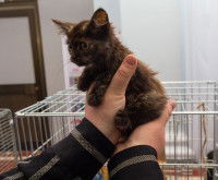 Un potentiel nouveau maitre tenant un chaton dans ses mains