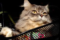 Voyager à l'étranger en vélo avec un chat ou un chien