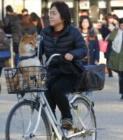 Porter son chien ou son chat à vélo