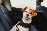Un chiot Jack Russel heureux dans une voiture